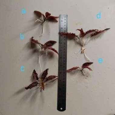 cryptocoryne flamingo pink pintar A.