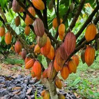 Azzahra hijrah bibit tanaman kakao 3 batang/bibit kopi coklat/bibit tanaman kakao