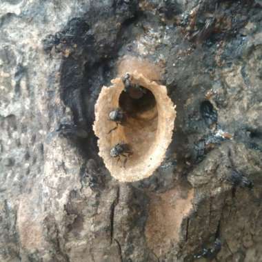 trigona itama log asli super joss