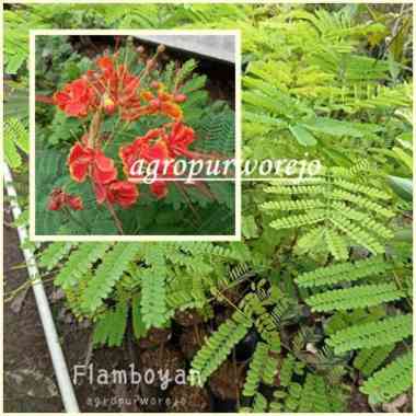 Bibit Tanaman Bunga Hias Flamboyan - Langka - Harga Murah