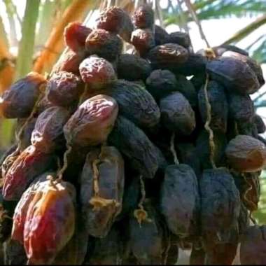 BIBIT KURMA AZWA UNGGUL CEPAT BERBUAH