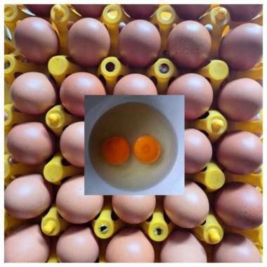 Telur Ayam Negeri Super [ isi 1kg ]