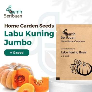 12 Biji Benih Bibit Buah Labu Kuning Jumbo Kemasan Premium Kraft