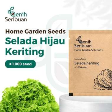 Bibit Selada Hijau - Benih Sayuran Seribuan Premium PREM SELADA HIJAU