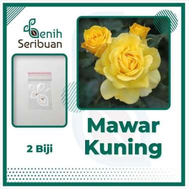 2 Bibit Bunga Mawar Kuning Import Premium Benih Hias Yellow Rose