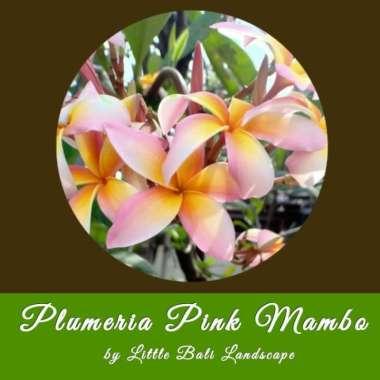 Bibit Stek Pohon Kamboja Bali atau Plumeria Bunga Pink Mambo Multivariasi Multicolor