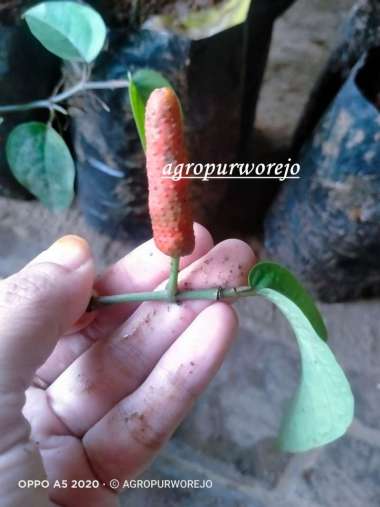 Perdu - Bibit Tanaman Cabai jamu / cabe jawa / Cabai Jawa / Cabe puyang - lebih cepat berbuah