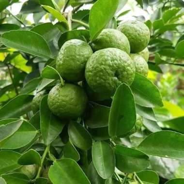 bibit pohon jeruk limo berbuah Multivariasi Multicolor