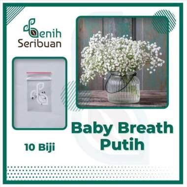 10 Bibit Baby Breath Putih Benih Bunga Gypsophila Elegans Import