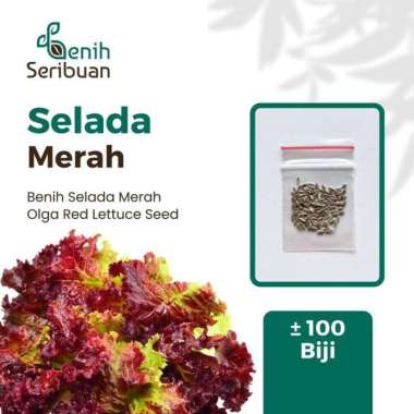 Benih Selada Keriting Merah Sayuran Olga Red Lettuce 100 Biji