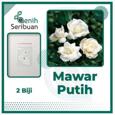 2 Benih Bunga Mawar Putih F1 Import Bibit Tanaman Hias White Rose