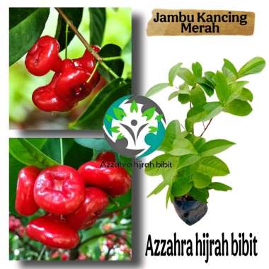 BIBIT JAMBU KANCING MERAH/BIBIT TANAMAN JAMBU KANCING/TABULAMPOT