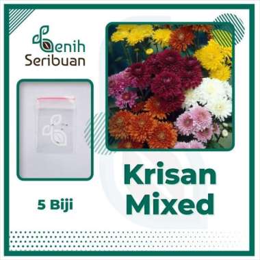 Benih Seribuan - 5 Bibit Bunga Krisan Rainbow Mix Unggul KRISAN MIXED