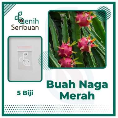 Bibit Buah Naga Merah Super Benih Tanaman Buah Naga Merah