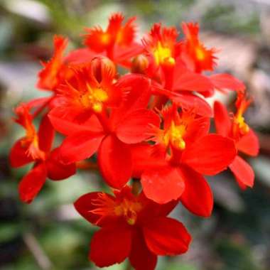 Anggrek Epidendrum Joseph Lii Bunga Anggrek Epi Keiki Species Cantik Warna Koleksi