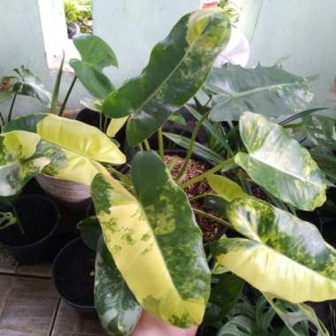 Philodendron Burle marx Variegata - Brekele Variegata