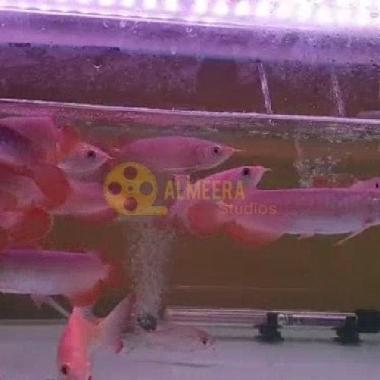 Arwana Arowana Super Red Blood & Chili Red size 11 cm 15 cm