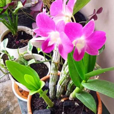Tanaman Bunga Anggrek Dendrobium Pink | Bunga Anggrek Pink