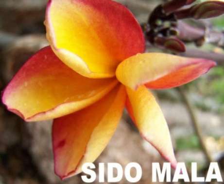 Stek Pohon Kamboja (Plumeria) bunga Sidomala Multivariasi Multicolor