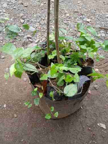 Solor/Merambat - Bibit Tanaman Cabai jamu / cabe jawa / Cabai Jawa / Cabe puyang - lebih cepat berbu