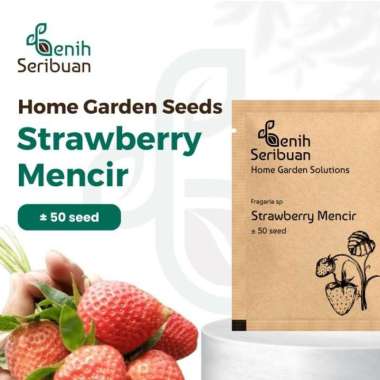 Benih Seribuan - Bibit Buah Strawberry Mencir Dataran Rendah PREMIUM PREM STRAW MENCIR