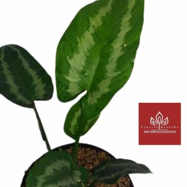 Tanaman Homalomena Scismatiogasis