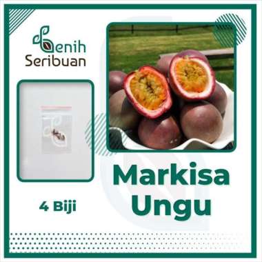 Bibit Buah Markisa Ungu Manis Super Benih Tanaman Buah Markisa Madu