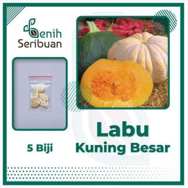 5 Benih Labu Kuning Besar Wuluhan Bibit Buah Waluh Manis Pumpkin