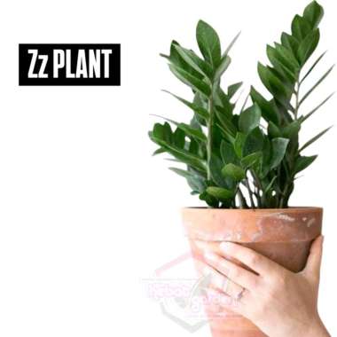 Hebat Garden Tanaman Zamio Zamiifolia - ZZ Plant