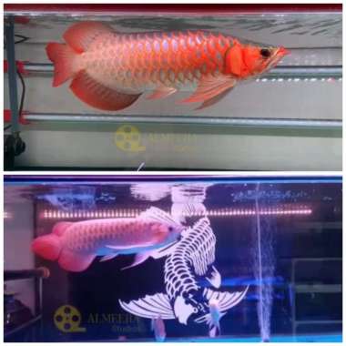 Jual Ikan Arwana Super Red 30 Termurah - Harga Grosir Terupdate Hari