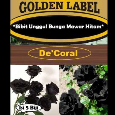 Bibit Unggul Bunga Mawar Hitam |Benih Bunga Mawar Hitam|Black Rose