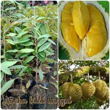 Bibit Durian Musang king Asli