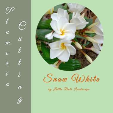 Bibit Stek Pohon Kamboja / Plumeria Bunga Putih Salju Multivariasi Multicolor