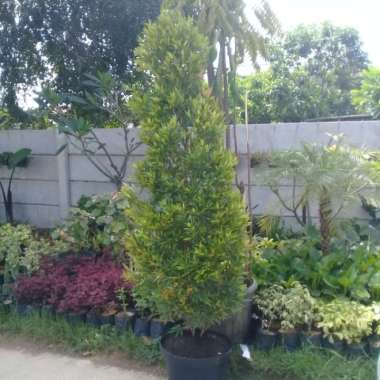 Tanaman hias pucuk merah 2meter Multivariasi Multicolor