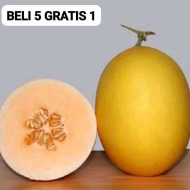 50 Benih Bibit Biji Melon GOLDEN APOLLO SWEET F1, import, Premium Hibrida Seeds Super Manis