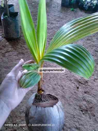 "Rembulan" Bibit Tanaman Kelapa Gading Hibrida