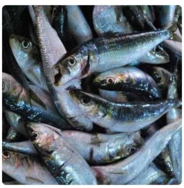 Ikan kocing segar 1kg