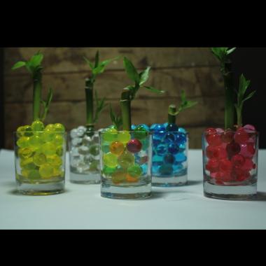 Tanaman Hias Terarium Bambu Cina Bambu Hoki Lucky Bamboo Mini Hidrogel Hydrogel Dan Vas Gelas Kaca D