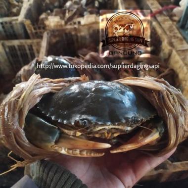 KEPITING SEGAR / KEPITING JAWA / KEPITING HIJAU 1.0kg