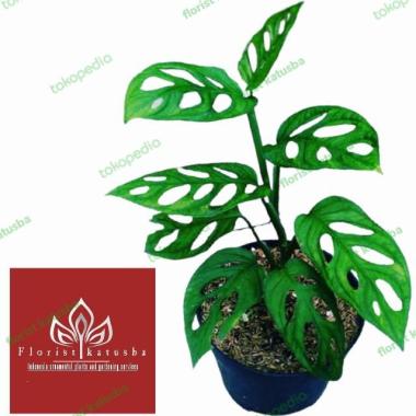 Tanaman Hias Monstera Kecil