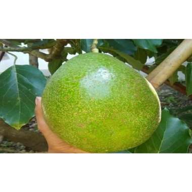 Bibit Alpukat Super Wina