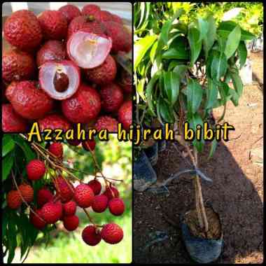 Azzahra hijrah bibit tanaman leci merah/leci cangkok