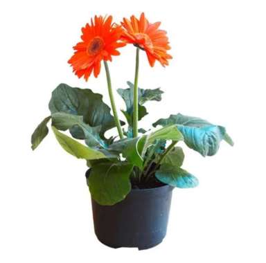 Tanaman Hias Bunga Gerbera Multivariasi Multicolor
