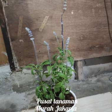 tanaman hias lavender lavandula / tanaman indoor pengusir nyamuk Multivariasi Multicolor