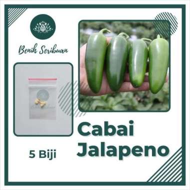 5 Bibit Cabe Jalapeno Fanatic F1 Hibrida Benih Sayuran Cabai Jalapeno CABE JALAPENO