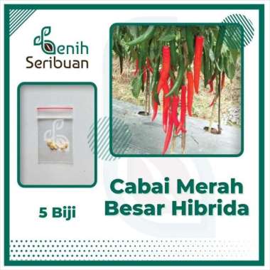 Bibit Cabe Merah Besar Hibrida F1 Darmais Benih Cabai Sayuran Buah