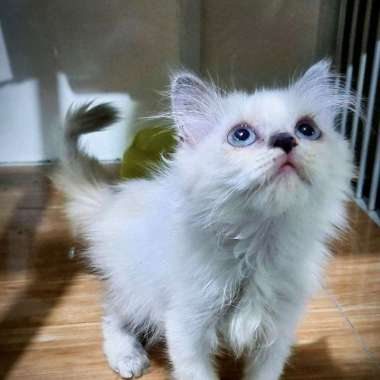 anak kucing persia medium flat peaknose himalaya tabby sealpoint himalaya 3bln betina
