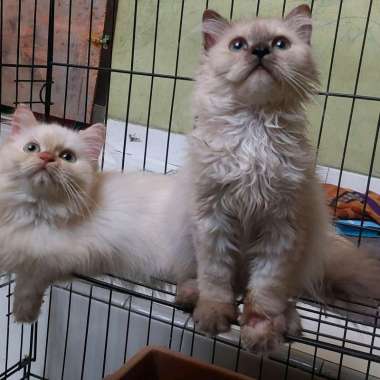 anak kucing persia medium flat peaknose himalaya tabby sealpoint himalaya betina 5bln
