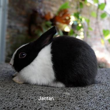 Kelinci Hias Dutch (KKrabbit Yogyakarta)