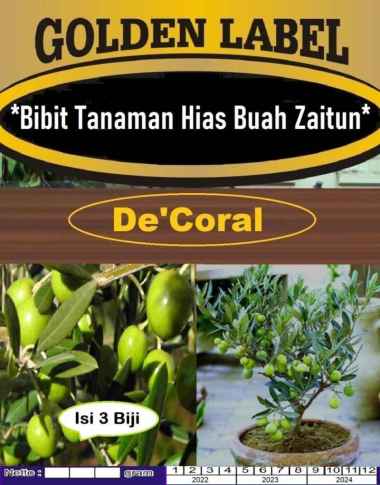 Bibit Tanaman Hias Buah Zaitun|Benih Buah Zaitun|Bibit Buah Zaitun